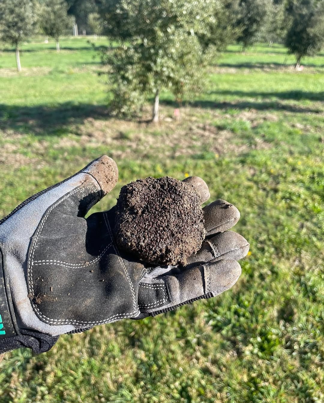 Victorian Black Winter Truffles