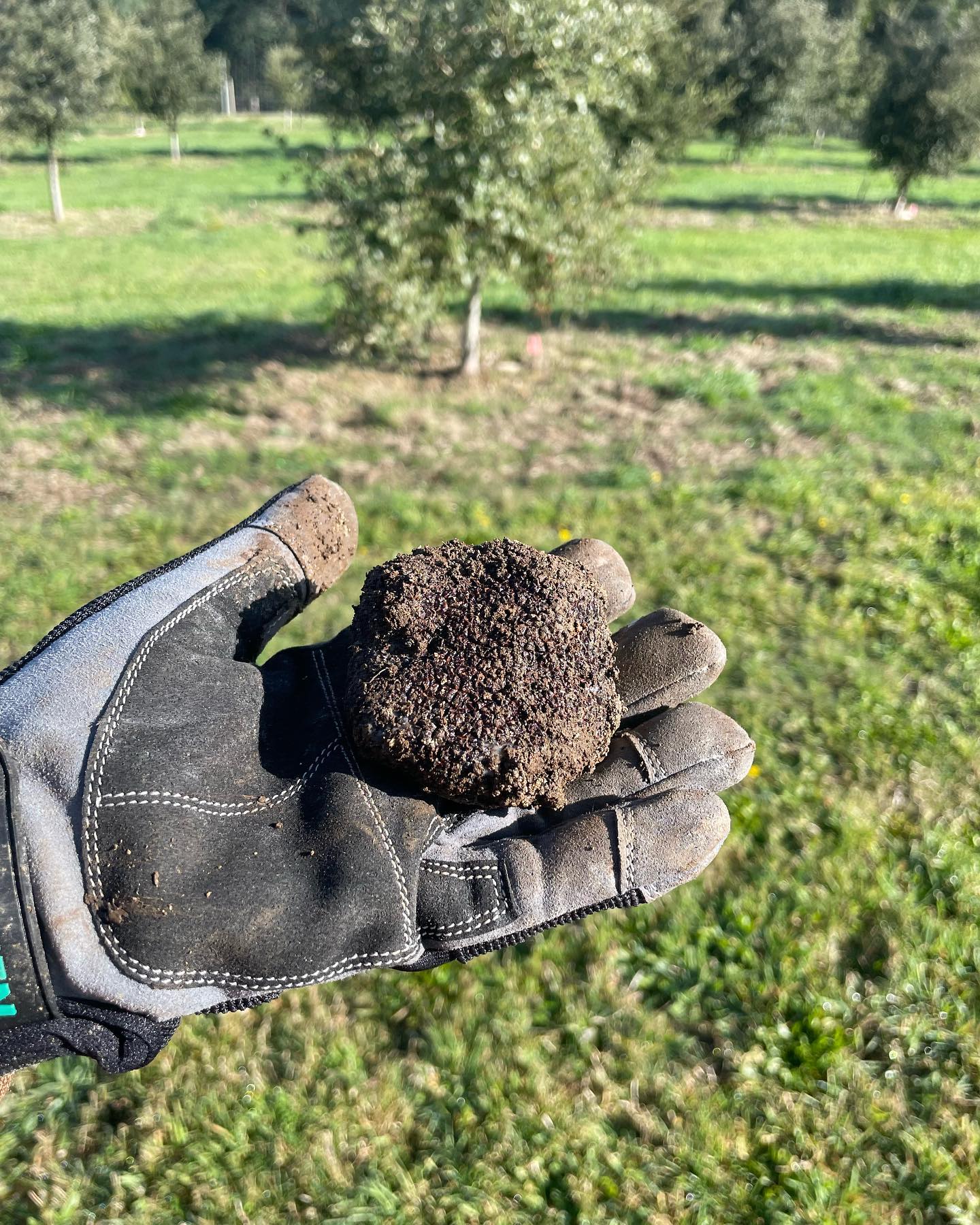 truffles gallery image