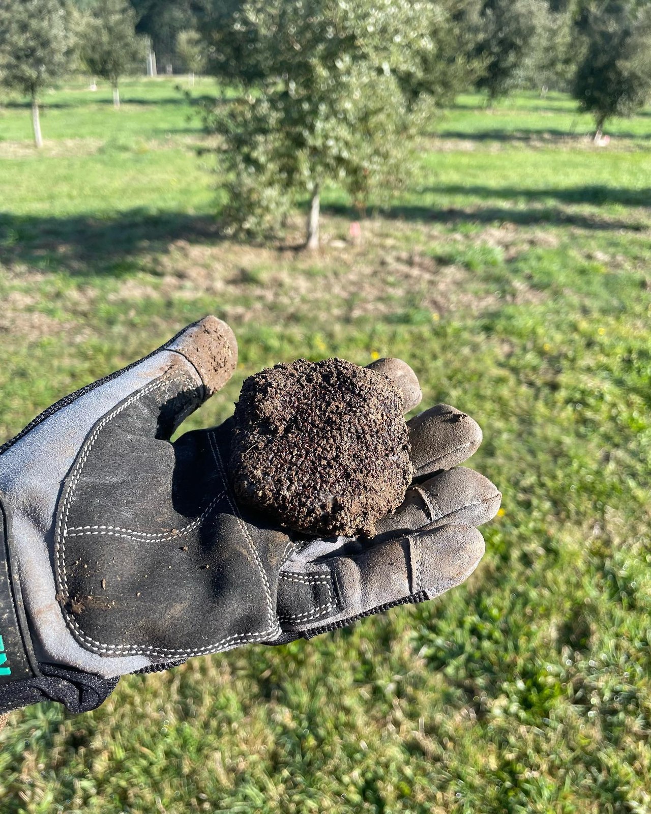 truffles gallery image